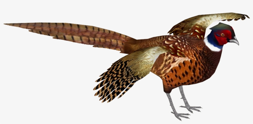 Common Pheasant 9, transparent png #7107739