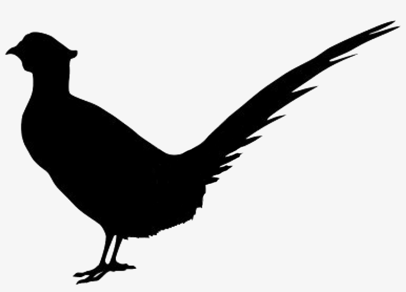 Pheasant, transparent png #7107933