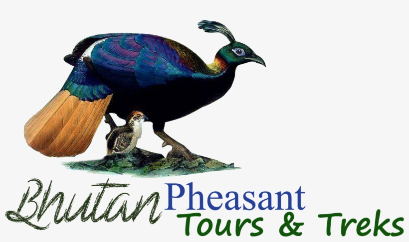 Bhutan Pheasant Tours And Treks, transparent png #7108165