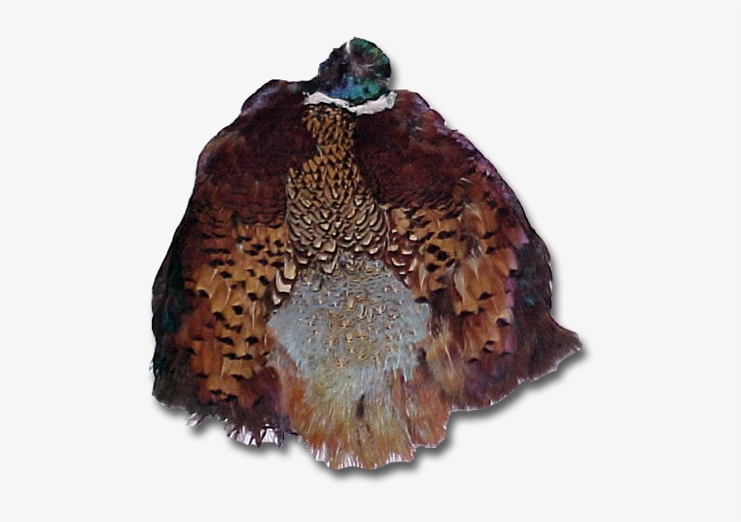 Ringneck Pheasant Skin, transparent png #7108476