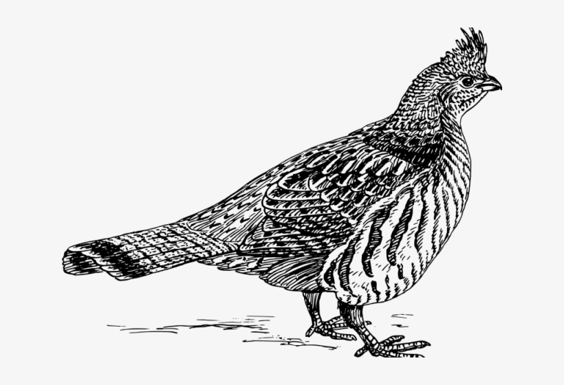 Pheasant Clipart Ruffed Grouse, transparent png #7109022