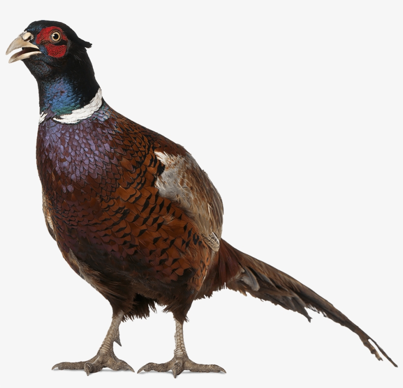 An Colour Image Of Pheasant At Edradynate Luxury Country, transparent png #7109133