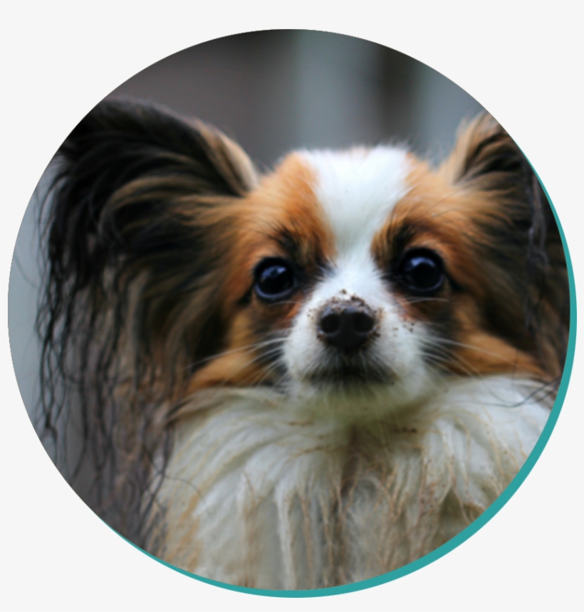 Papillon Blog, transparent png #7114656