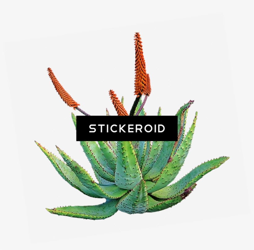 Aloe Nature, transparent png #7117951
