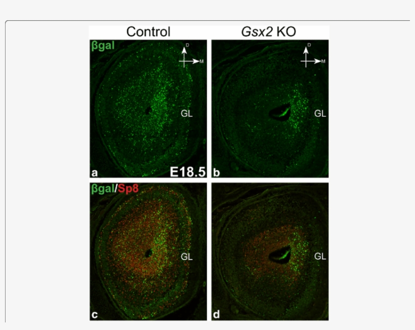 Gsx2 Germline Knockout Impairs The Generation Of Septum, transparent png #7121106