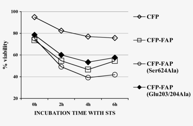 Overexpression Of Fap Increased Sts Induced Cell Apoptosis, transparent png #7126848