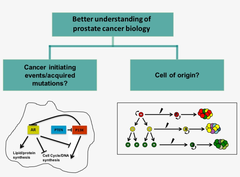 For The Transformation Of Normal Target Cells Into, transparent png #7131140