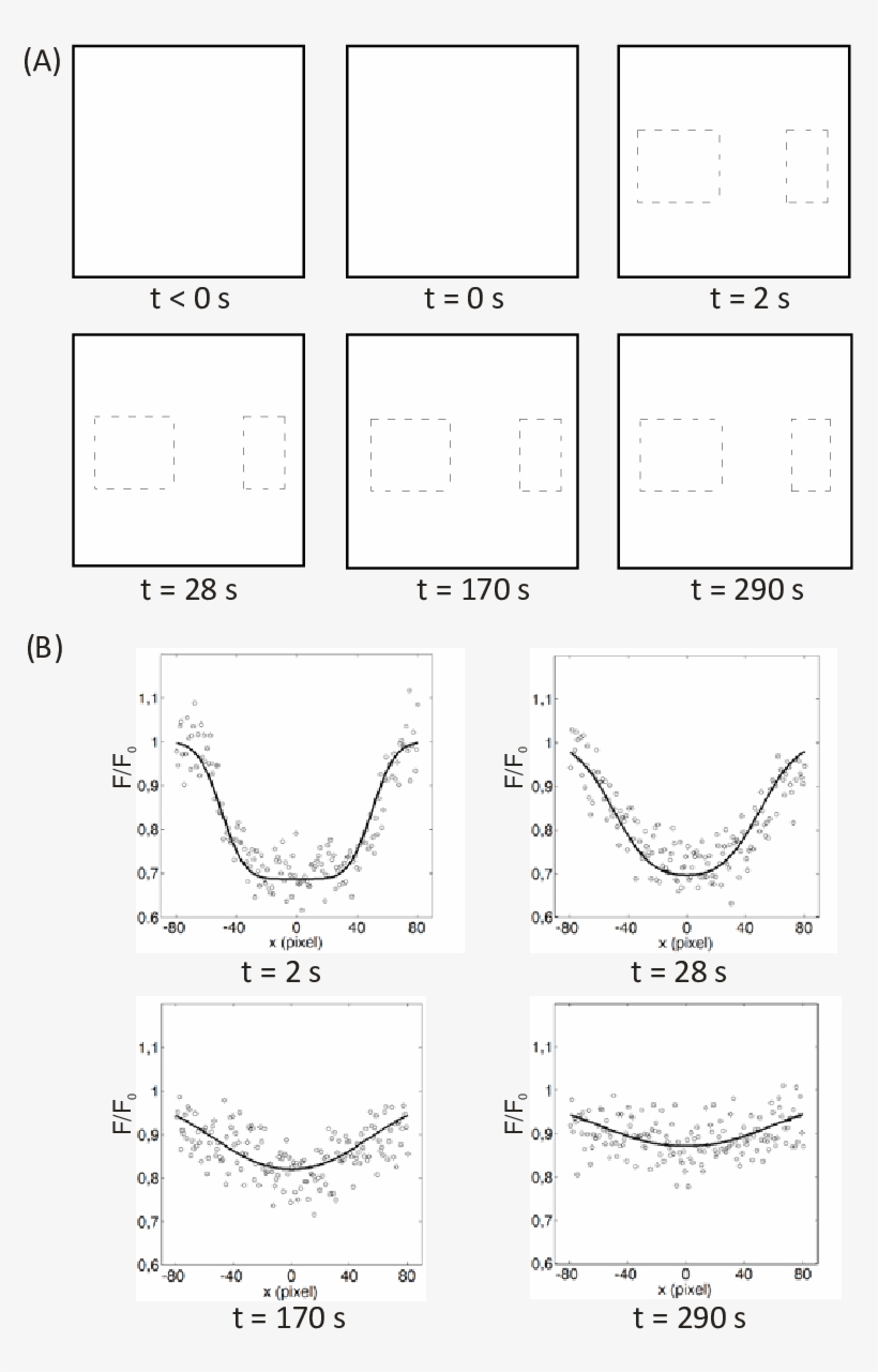 Illustration Of An Rfrap Experiment On A 150 Kd Fitc-dextran, transparent png #7141564