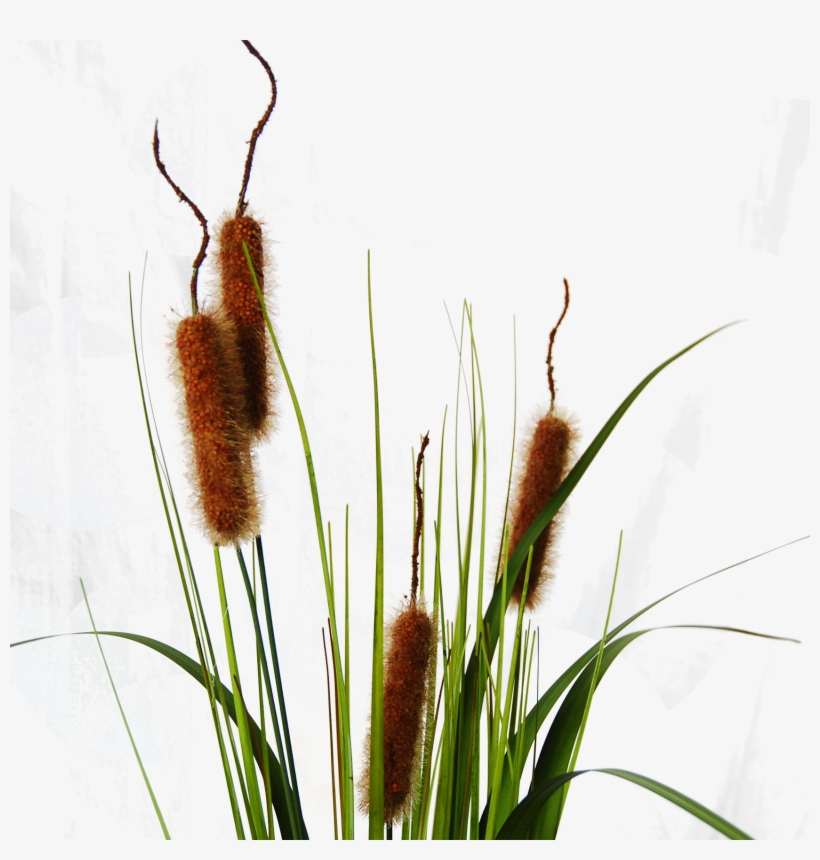 Typha Cattail, transparent png #7141823