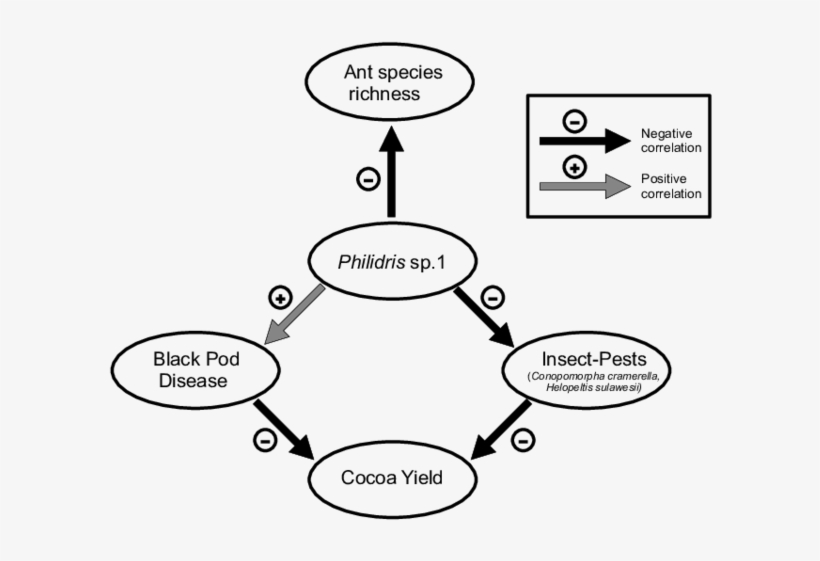 Effect Of The Dolichoderine Ant Philidris Sp, transparent png #7142101