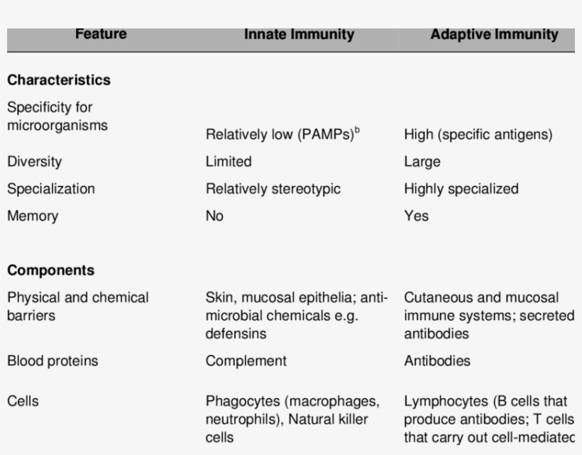 Features Of Innate And Adaptive Immunity A, transparent png #7145292