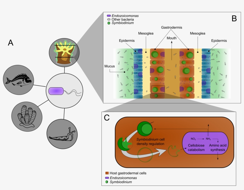 Endozoicomonas Species Have Been Reported In Association, transparent png #7149535