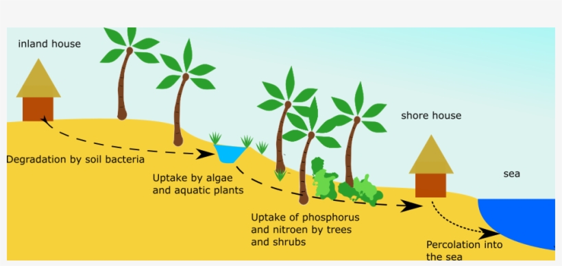 How Wastewater Gets Cleaned By Plants And Bacteria, transparent png #7149600