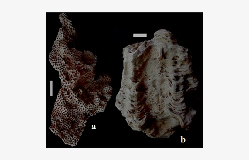 Astraeaopora Sp, transparent png #7150077