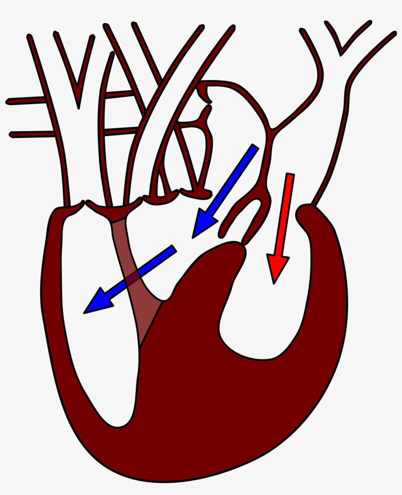 File - Varanusheart2, transparent png #7153284