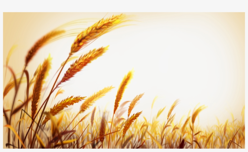 Beautiful Golden Wheat Field 6000*3375 Transprent, transparent png #7157486