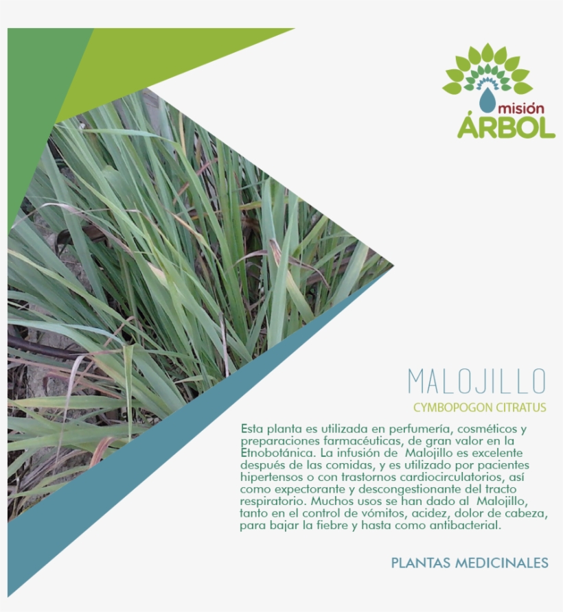 #19nov ¿sabías Qué, Hay Plantas Con Propiedades Medicinales, transparent png #7157747