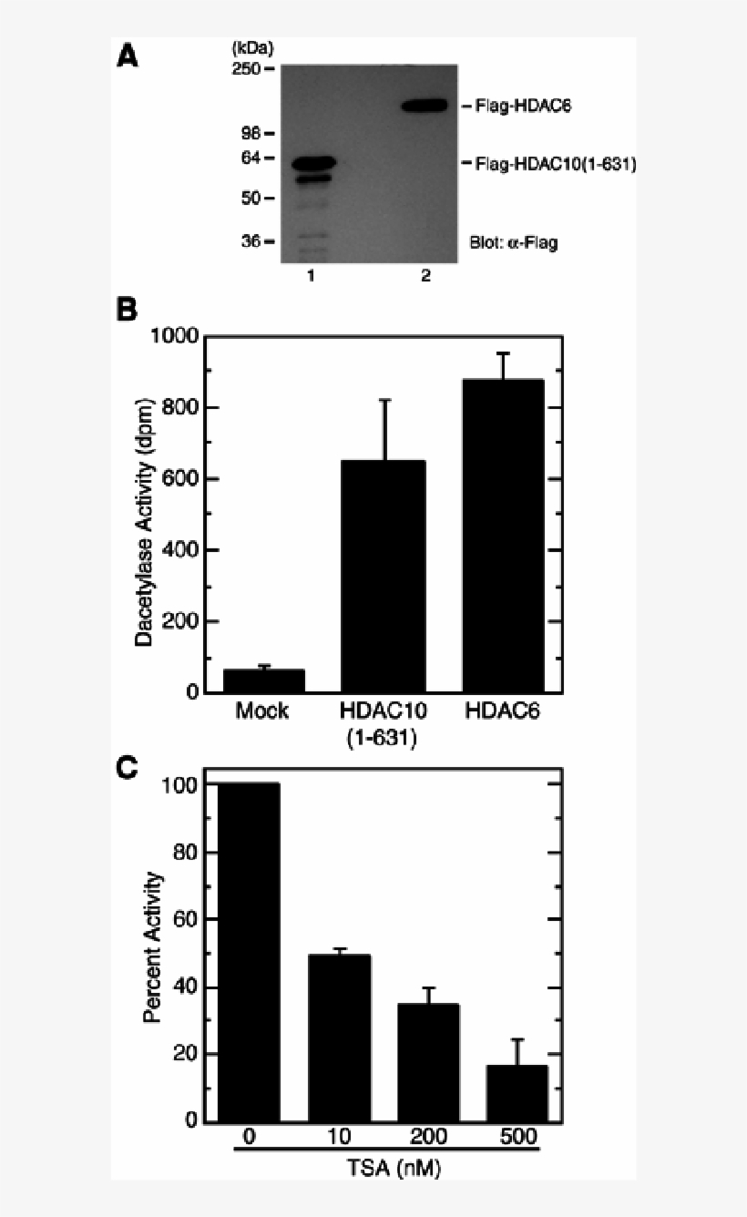 Expression Of Hdac10 From Sf9 Cells, transparent png #7162000