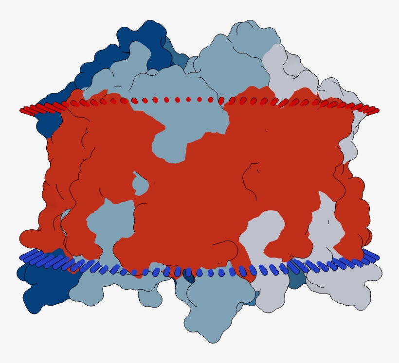 Transmembrane Flat Surface Display Opm, transparent png #7162860