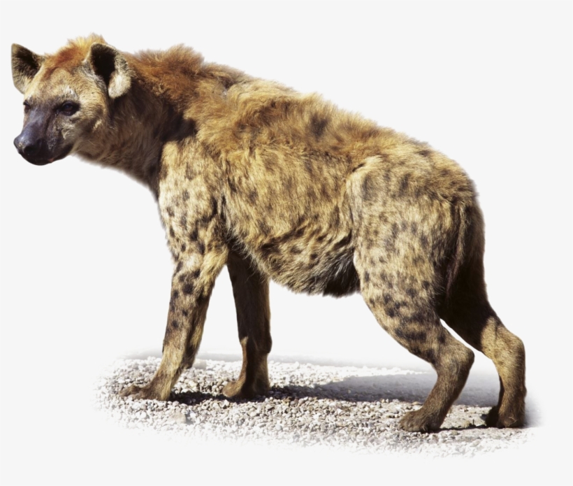 Hyena Transparent Images, transparent png #7195199