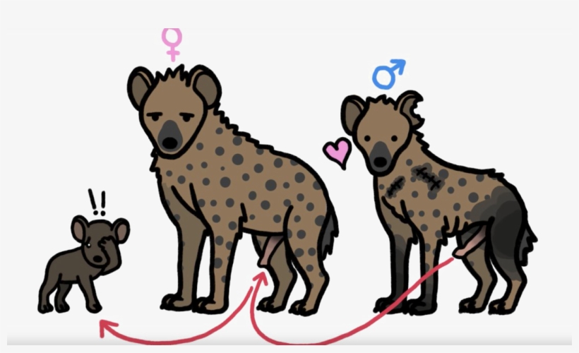 Hyena Png Pic, transparent png #7195275