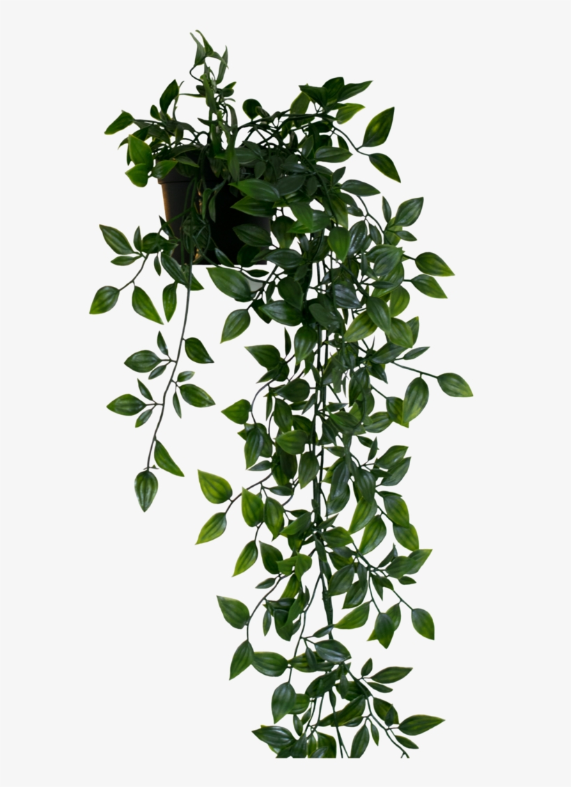 Hanging Plant Png, transparent png #7197177