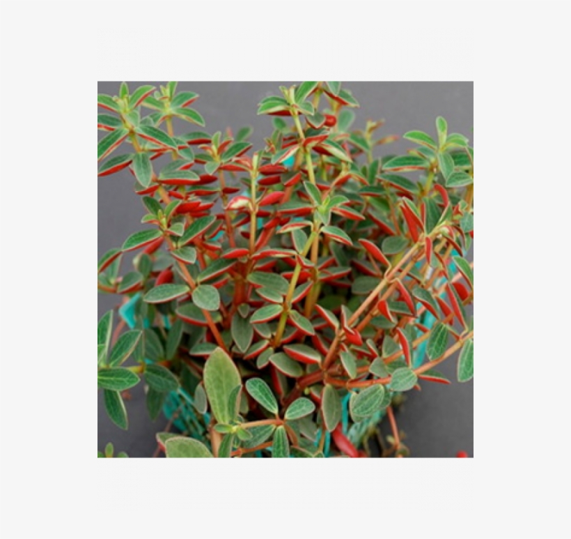 Hanging Plants Png, transparent png #7197438