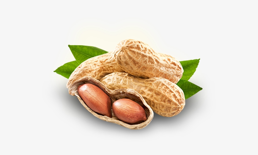 Peanut Png Photo - Peanut, transparent png #720104