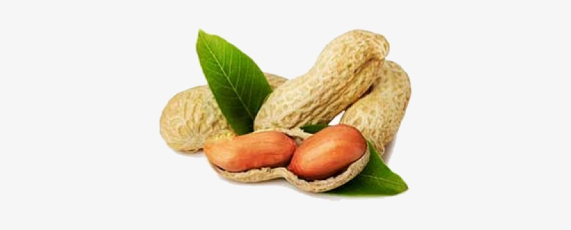 Indian Ground Nut Exporters In India - Peanut For Label, transparent png #720593