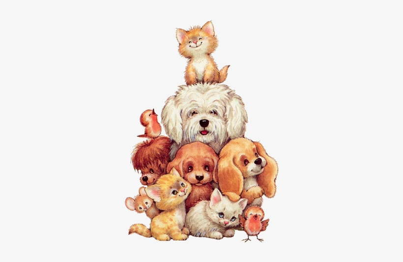 tatty teddy dog