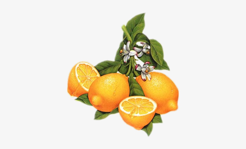 Clip Art - Vintage Lemon Clip Art, transparent png #720777