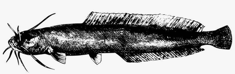 Lake Tanganyika Fish /m/02csf Encapsulated Postscript - Fish, transparent png #720928