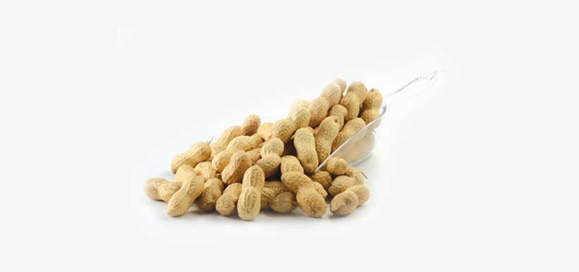 Peanuts - Peanut, transparent png #721224