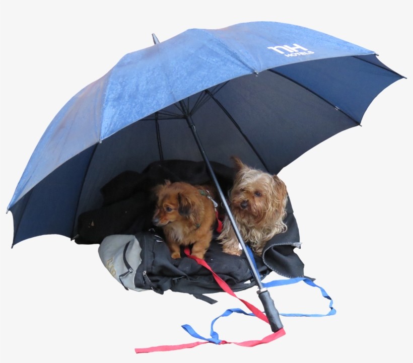 Cute Dogs - Natte Hond Png, transparent png #721391