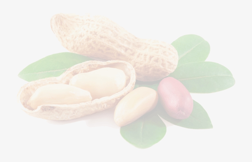 Peanut Png Picture - Peanut House By Lawrence E. Gulley, transparent png #721400