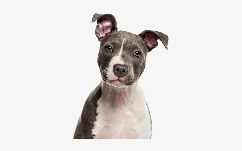Cute Dog - American Staff, transparent png #721456