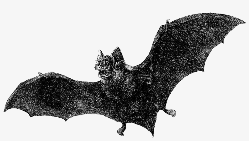 Halloween Bats - Dracula, transparent png #721487