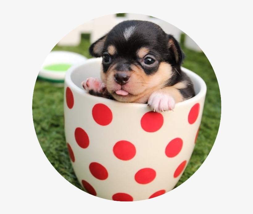 I Asked A Friend Who Owns A Couple Of Small Dogs What - Puppy Cute Dogs, transparent png #721527