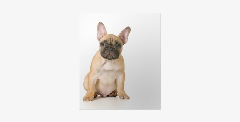 Puppy, transparent png #721557