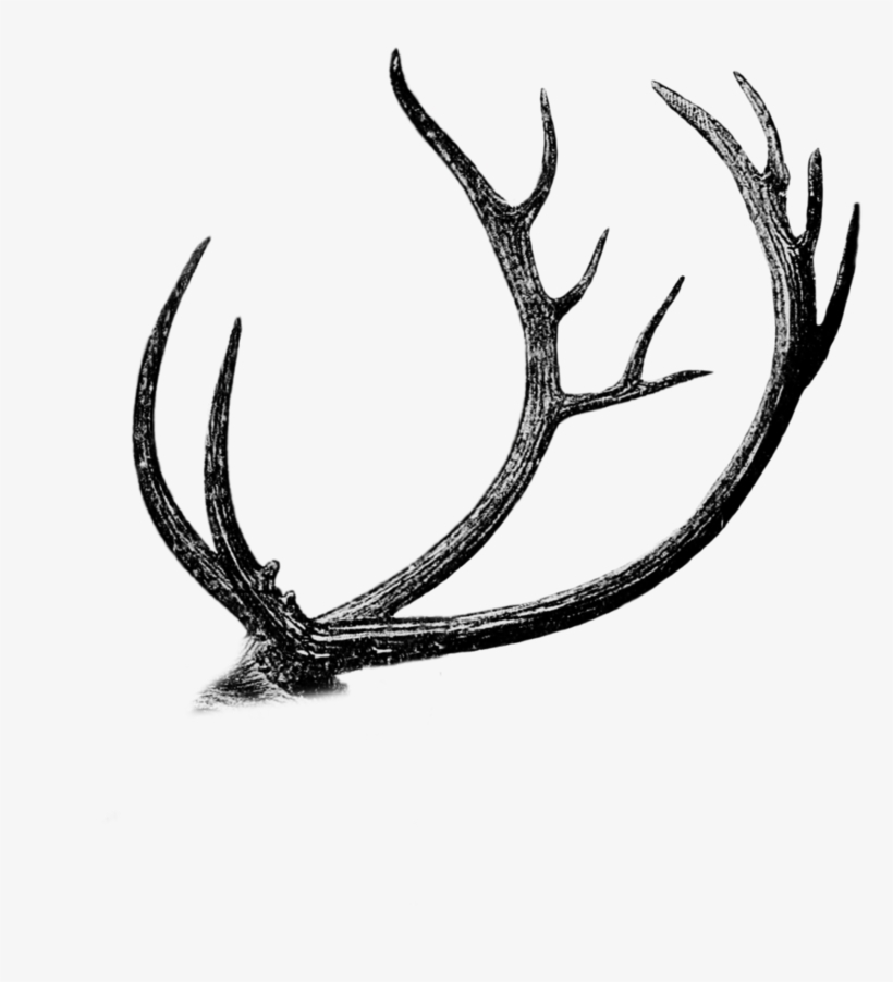 Free Png Antler Cutout By Mauvevrexel - Reindeer, transparent png #722427