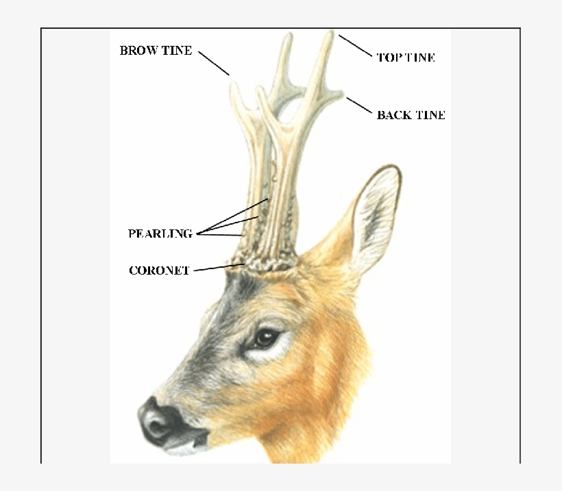 Parts Of The Roe Deer Antlers - Deer, transparent png #722630