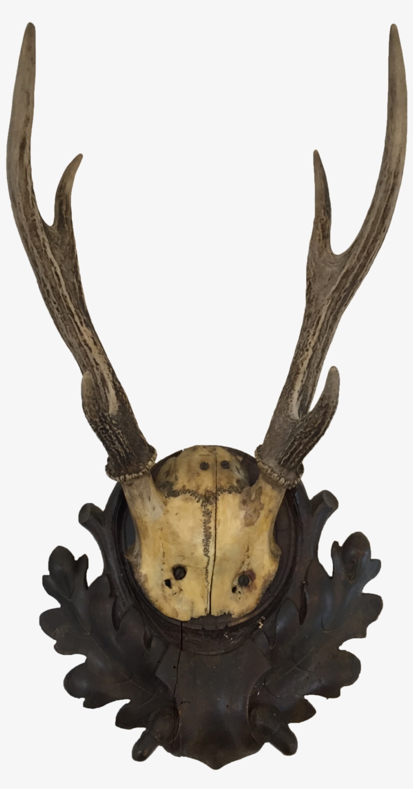 Small Antler Mount, transparent png #722686