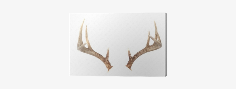 Whitetail Deer Antlers, transparent png #722775