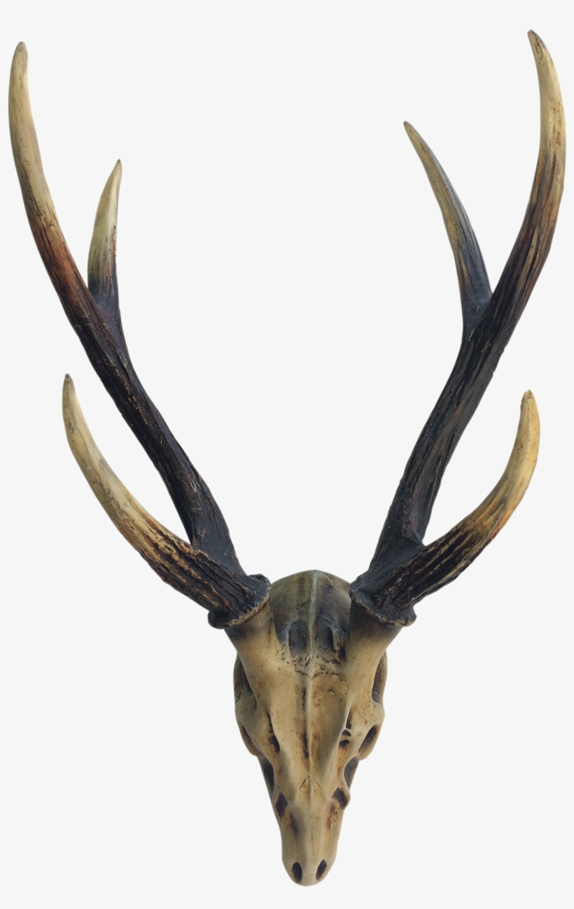 Picture Freeuse Stag Wall D Cor Ls Collections - Skull, transparent png #722859