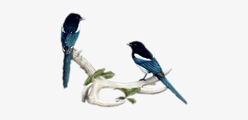 Magpies-antlers - Portable Network Graphics, transparent png #723522