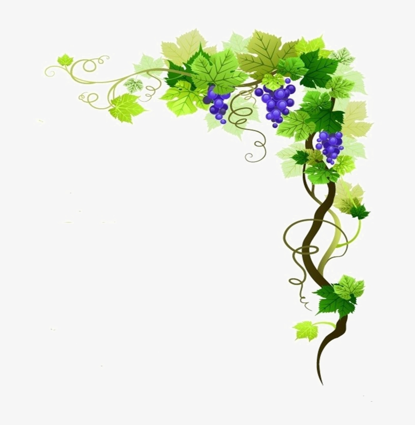 Grapevine Png Transparent Image - Grapes On Grape Vine Border, transparent png #724626