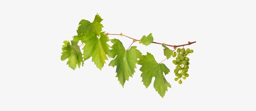 Grape Vines Png Picture Freeuse Download - Vitis, transparent png #724680