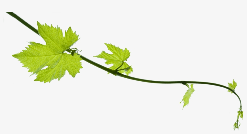 Grape Vine Png - Faith And Reason: Their Roles In Religious, transparent png #724707
