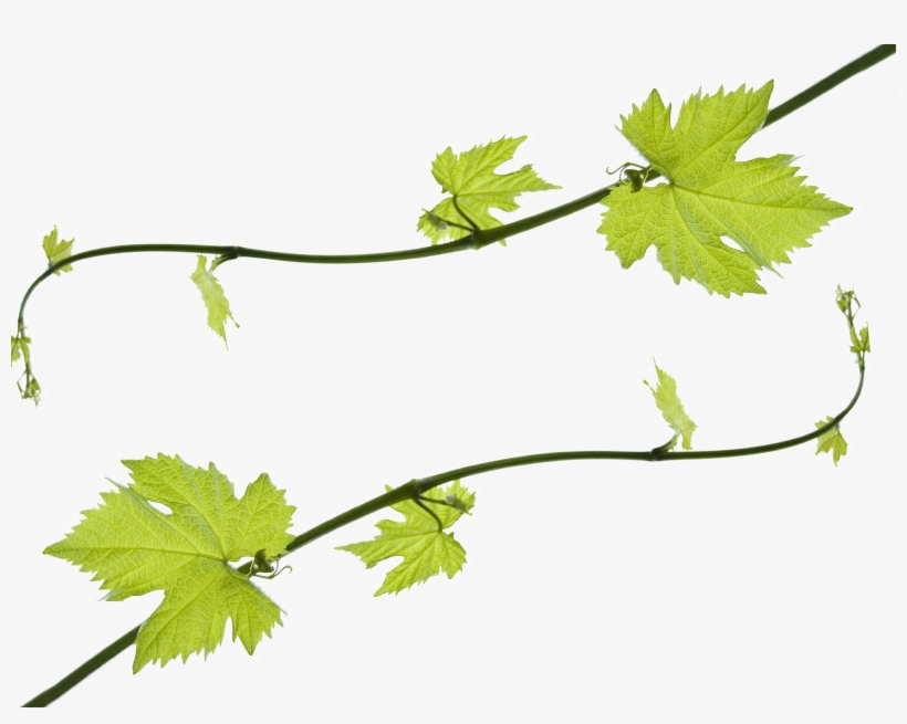 Grapevine Png Hd - Grape Vine Leaves Png, transparent png #724730