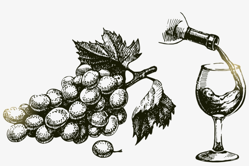 Png Grape Vine At Getdrawings Com Free For - Drawn Vine And Grape, transparent png #724887